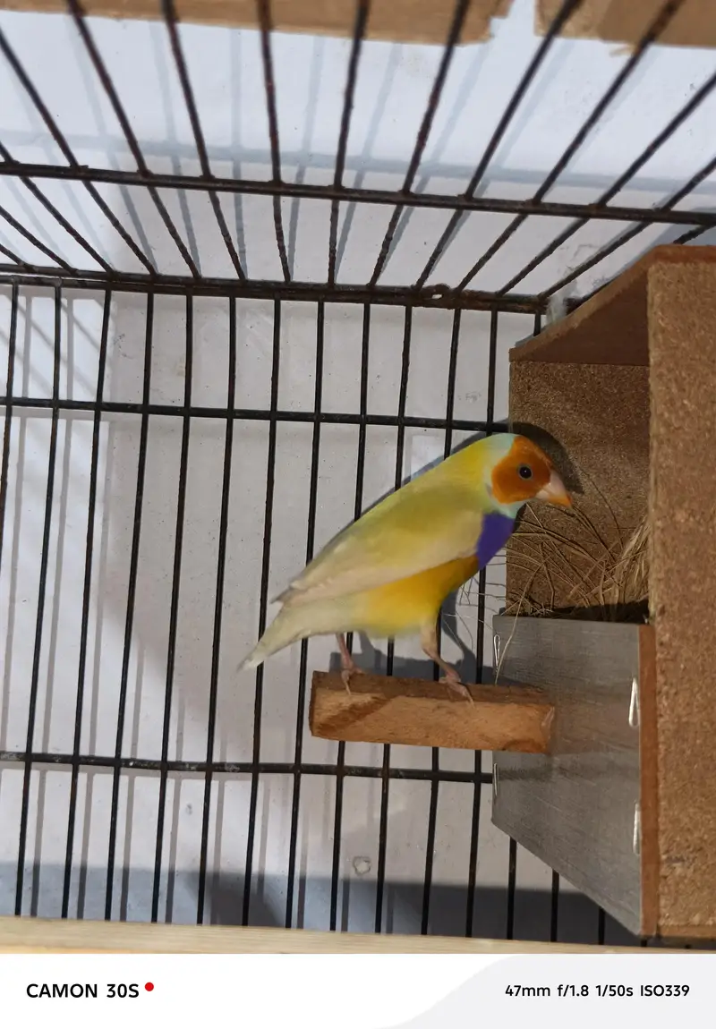Goldien finches breader pairs for sale — photo 11