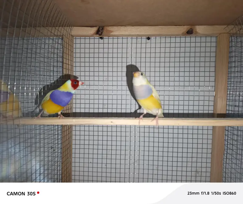 Goldien finches breader pairs for sale — photo 12
