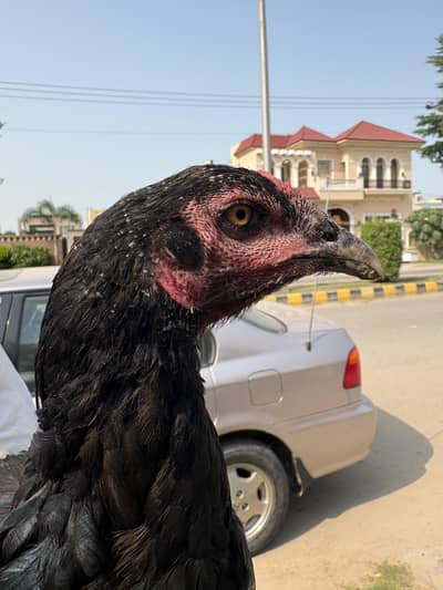 Aseel Hen