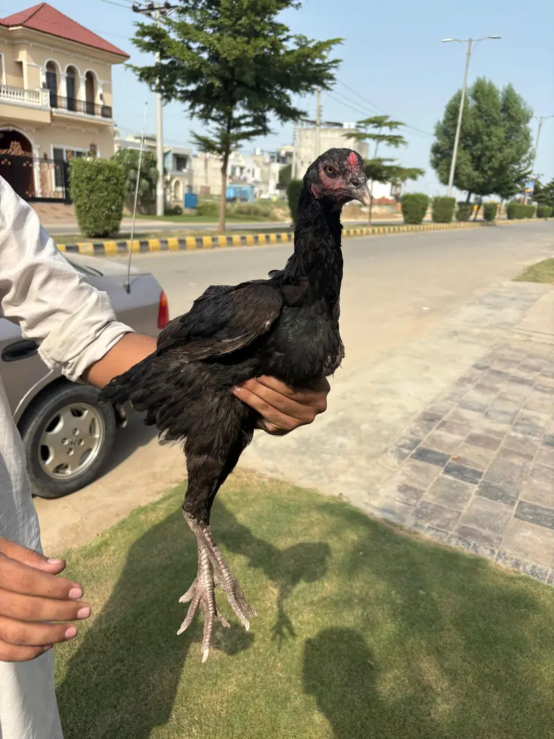 Aseel Hen — photo 2