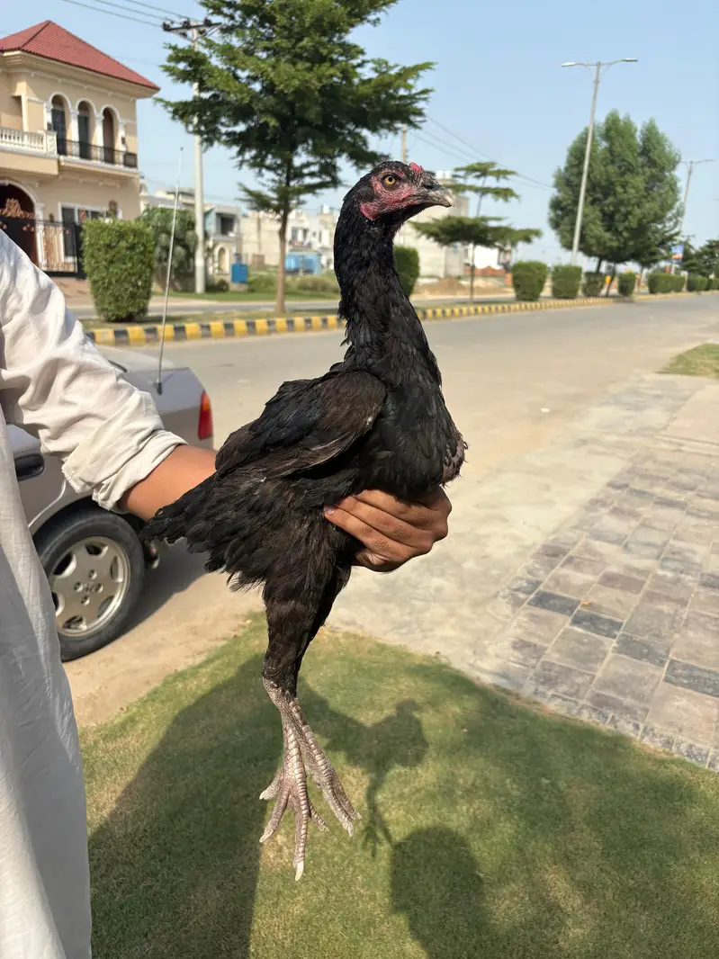 Aseel Hen — photo 3