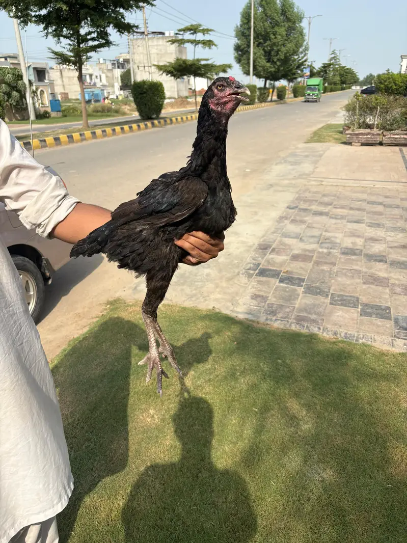 Aseel Hen — photo 4