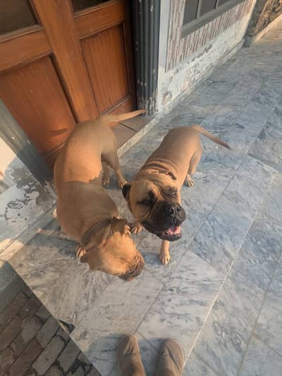 BullMastiff Pair