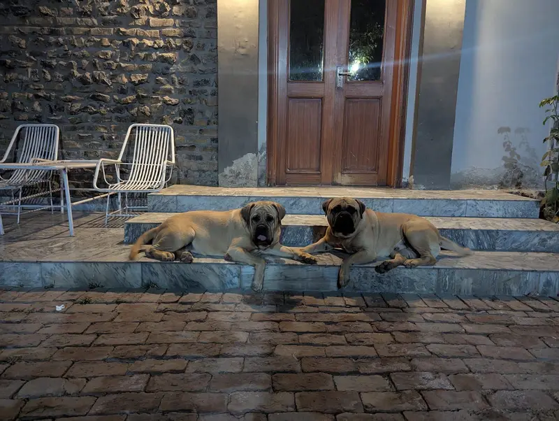 BullMastiff Pair — photo 2