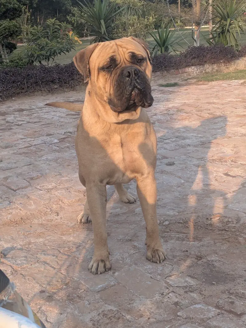 BullMastiff Pair — photo 3