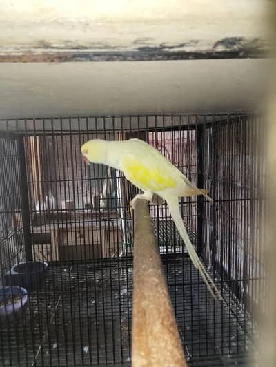 Male cremeno 03143275503