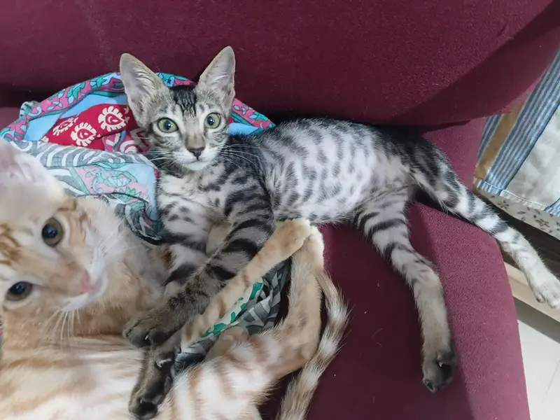 3 kittens for adoption — photo 3