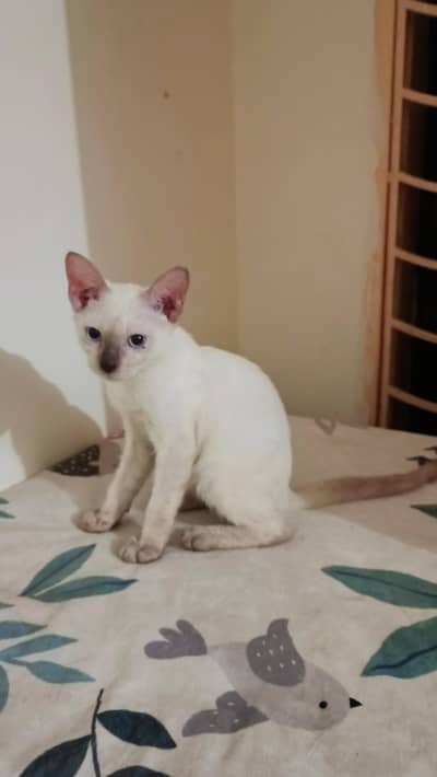 pure Siamese blue eyes