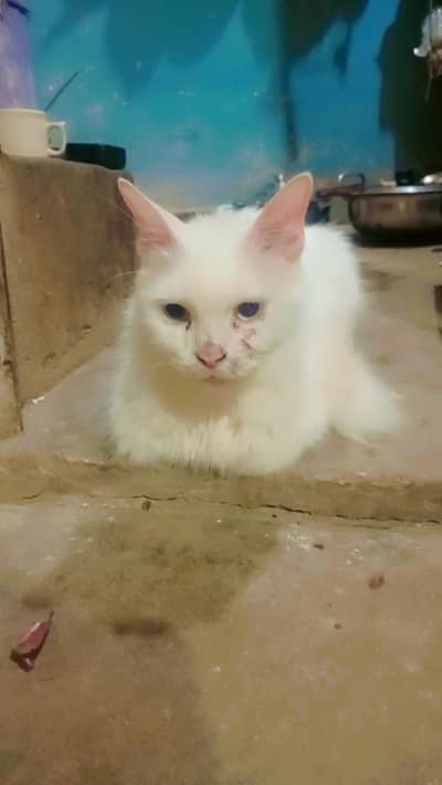 cat with 3 babay