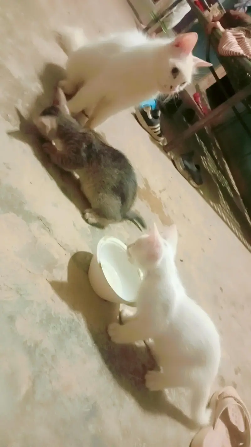 cat with 3 babay — photo 2