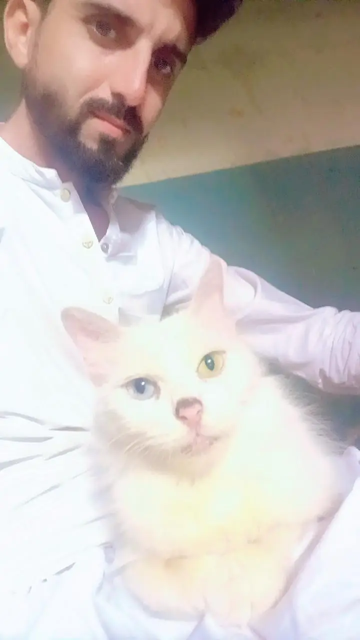 cat with 3 babay — photo 3