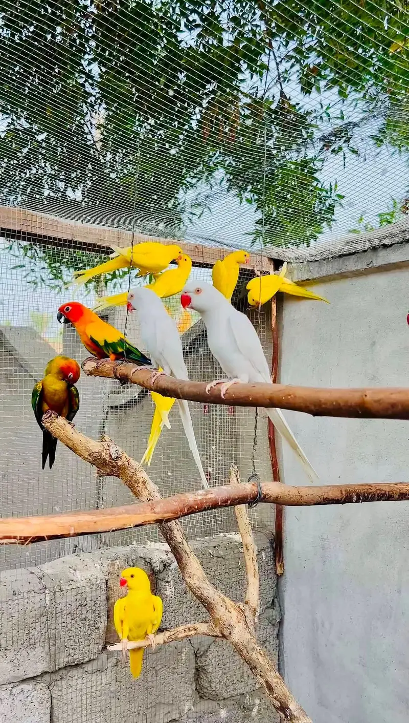 raw parrot yellow white or sun conore pair — photo 4