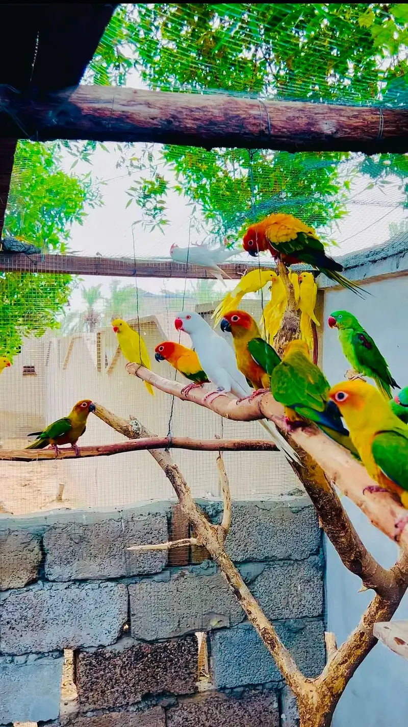 raw parrot yellow white or sun conore pair — photo 5