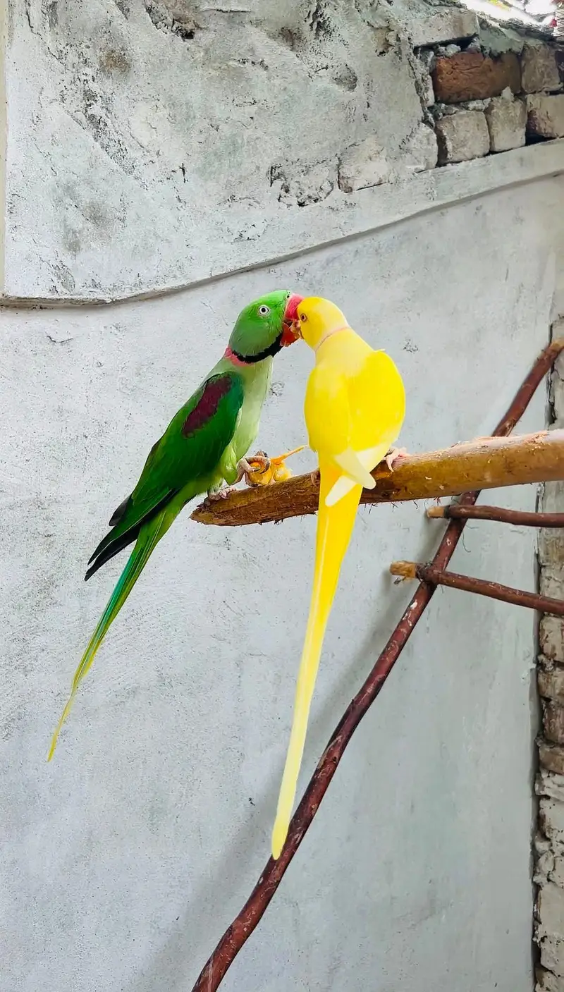 raw parrot yellow white or sun conore pair — photo 9