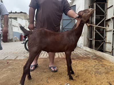 Tapra bakra 2daant
