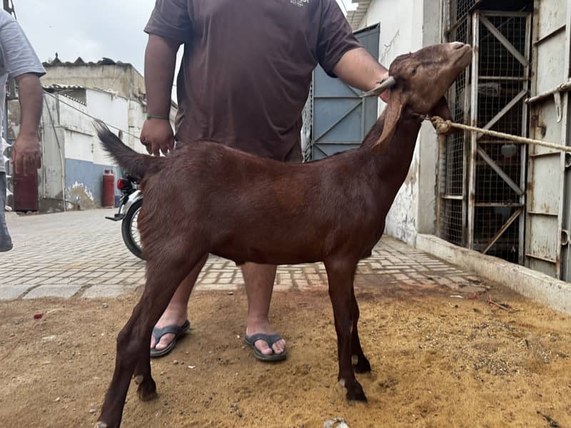 Tapra bakra 2daant 0