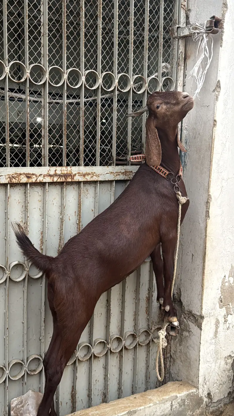 Tapra bakra 2daant — photo 2