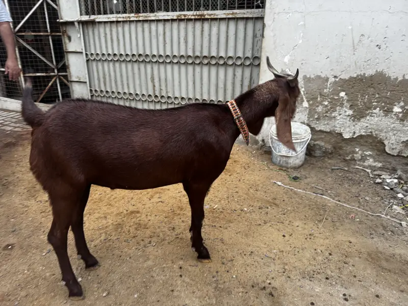 Tapra bakra 2daant — photo 3