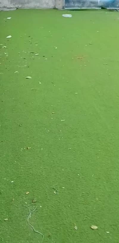20 mm carpet 4600