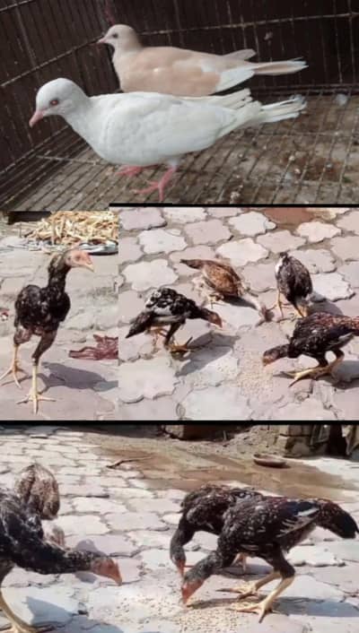 1 Pari Khumre or 5 pice aseel chicks