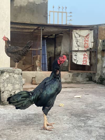ASEEL BLACK BEAUTY MALE FOR SALE