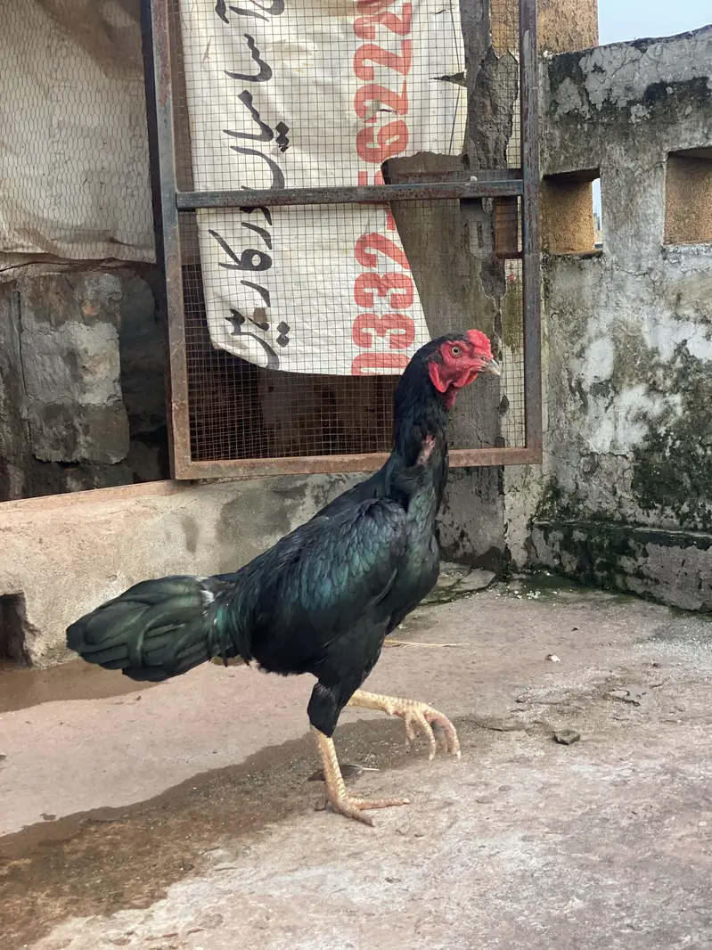 ASEEL BLACK BEAUTY MALE FOR SALE — photo 2