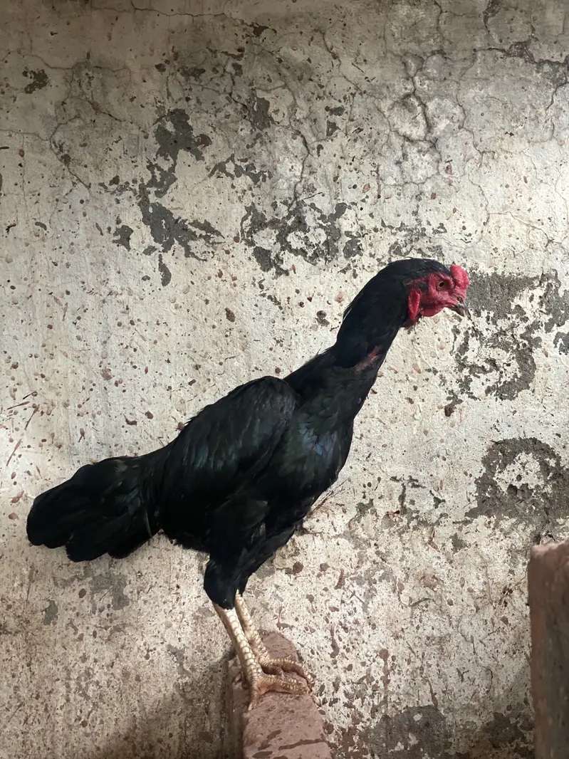 ASEEL BLACK BEAUTY MALE FOR SALE — photo 3
