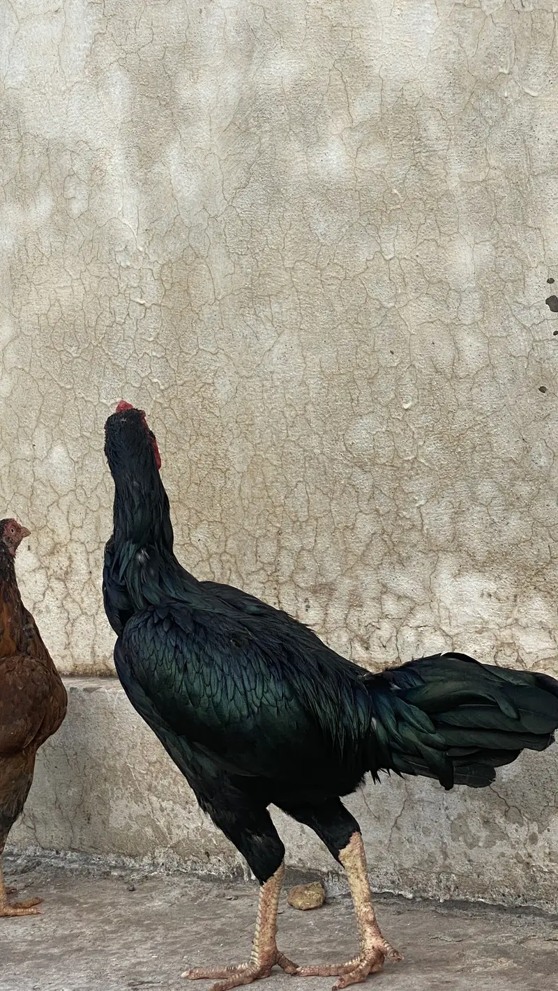 ASEEL BLACK BEAUTY MALE FOR SALE — photo 4