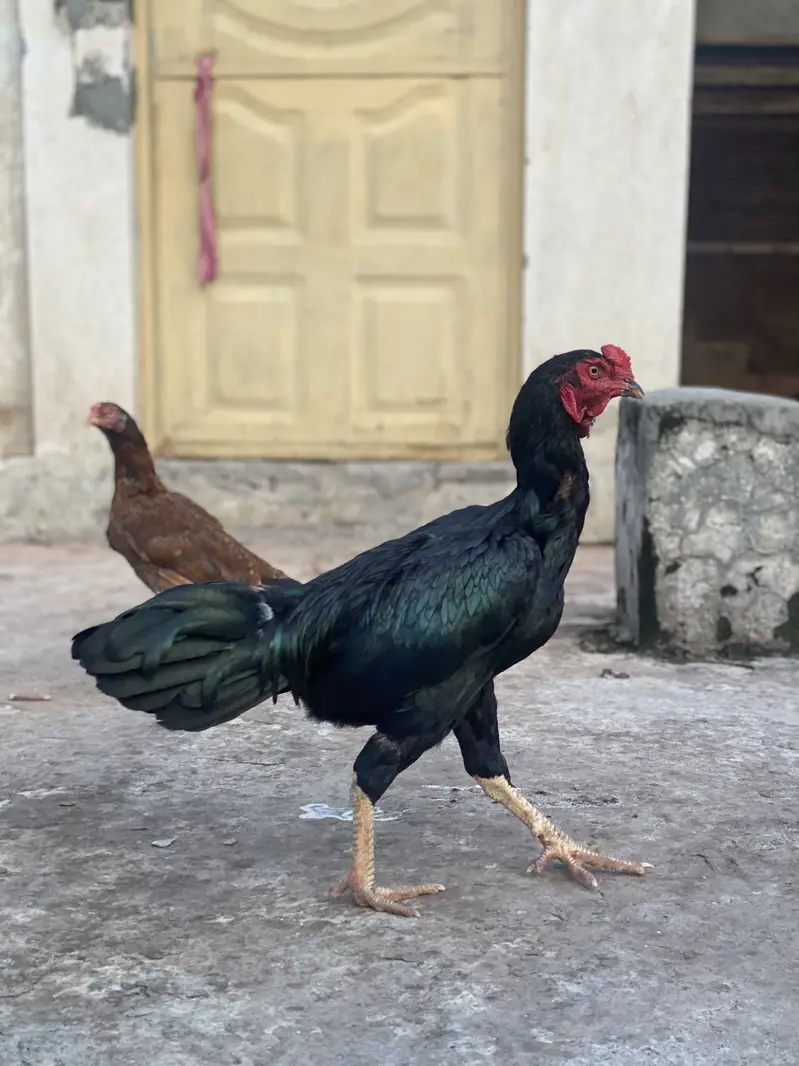ASEEL BLACK BEAUTY MALE FOR SALE — photo 5