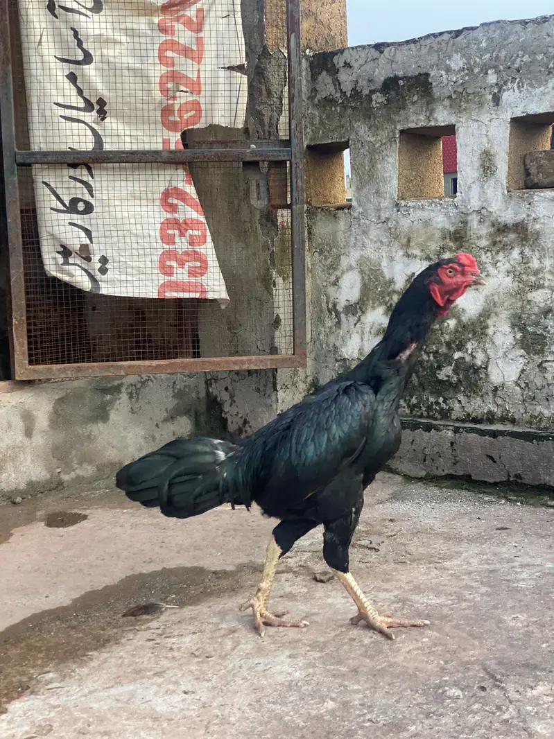 ASEEL BLACK BEAUTY MALE FOR SALE — photo 6
