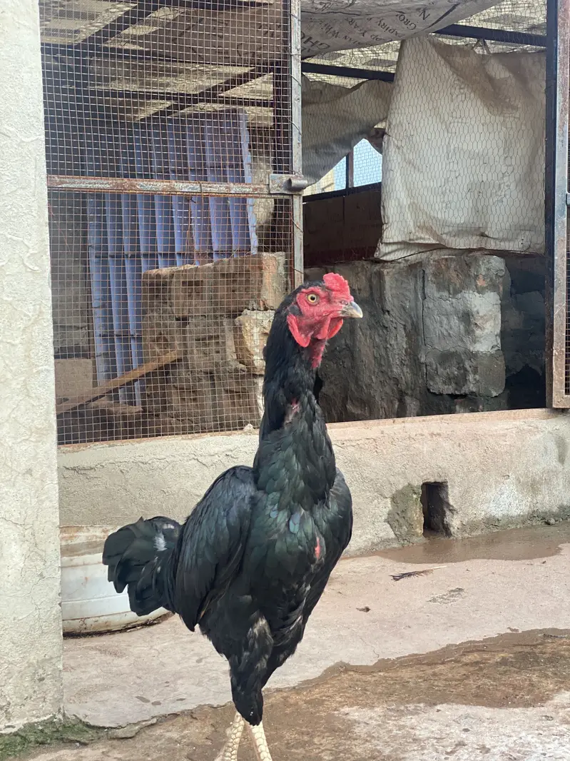 ASEEL BLACK BEAUTY MALE FOR SALE — photo 7