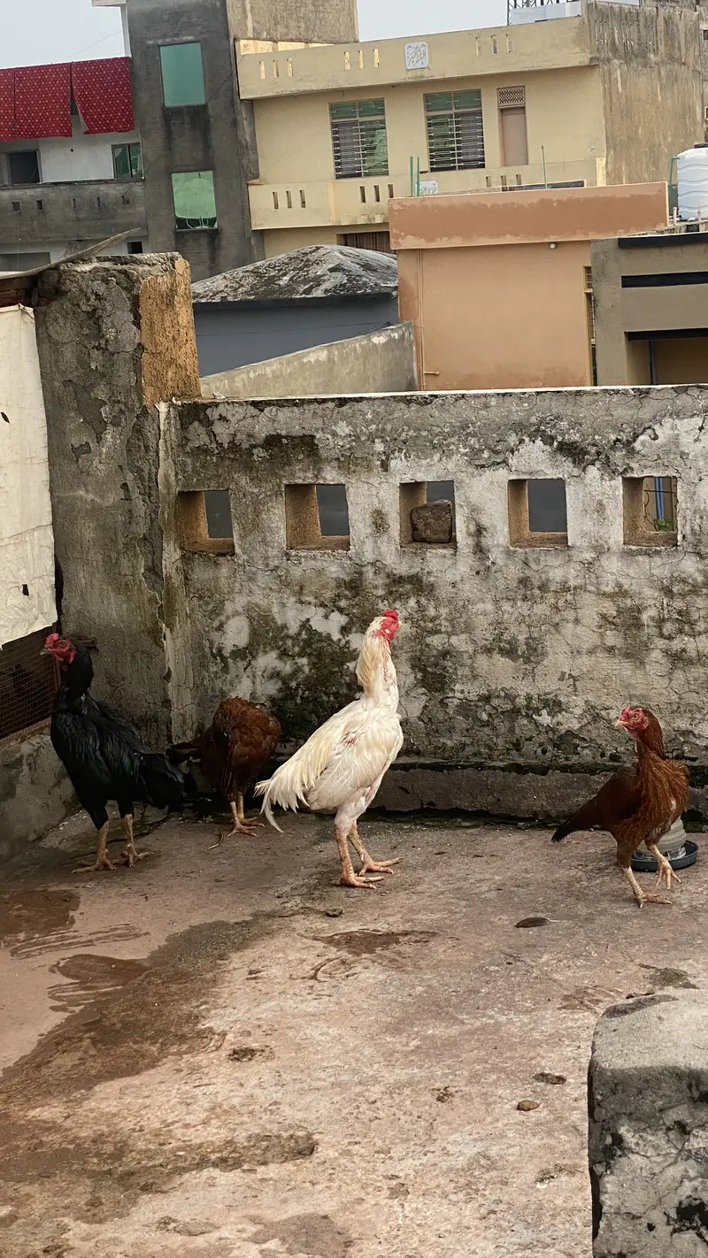 ASEEL BLACK BEAUTY MALE FOR SALE — photo 8