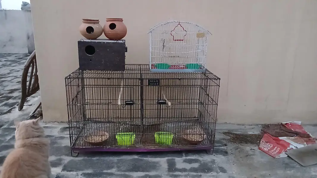 Parrot and Bird Cages and Breeding Box for Sale — photo 4