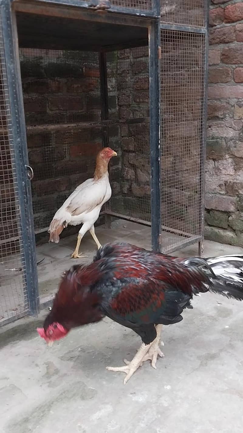 aseel pair 3