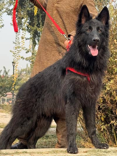 nice dog training bhi hoi hai