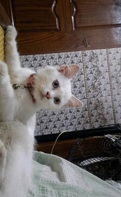 Persian cat for adoption