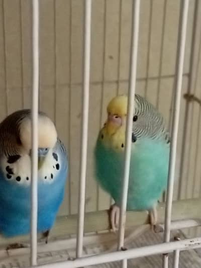 breeder pair hay