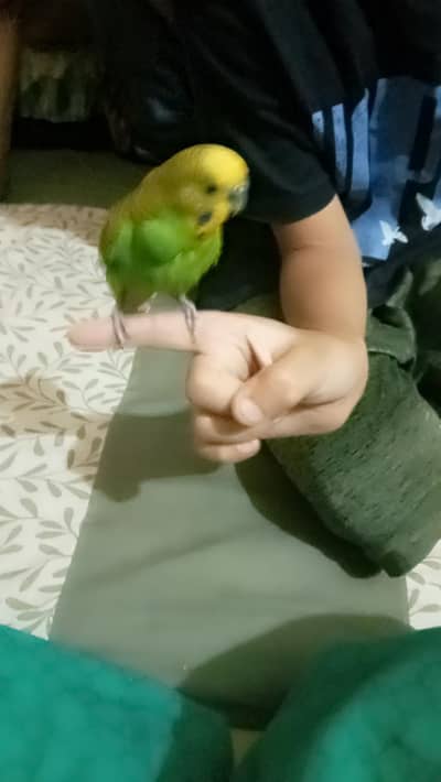 fully tame parrot