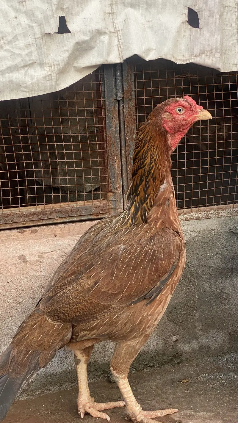 ASEEL BLACK BEAUTY MALE FOR SALE — photo 9