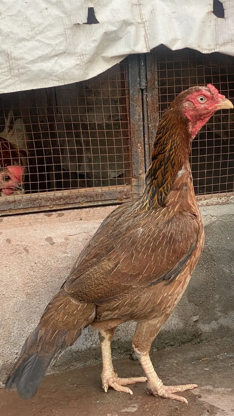 ASEEL BLACK BEAUTY MALE FOR SALE — photo 10