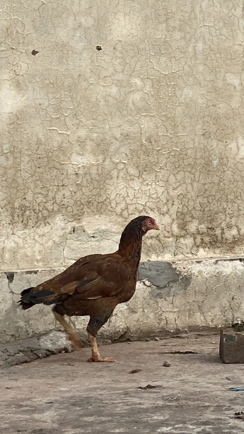 ASEEL BLACK BEAUTY MALE FOR SALE — photo 11