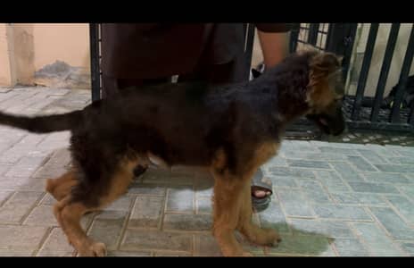 German Shepherd | top bloodline parents pedigreed