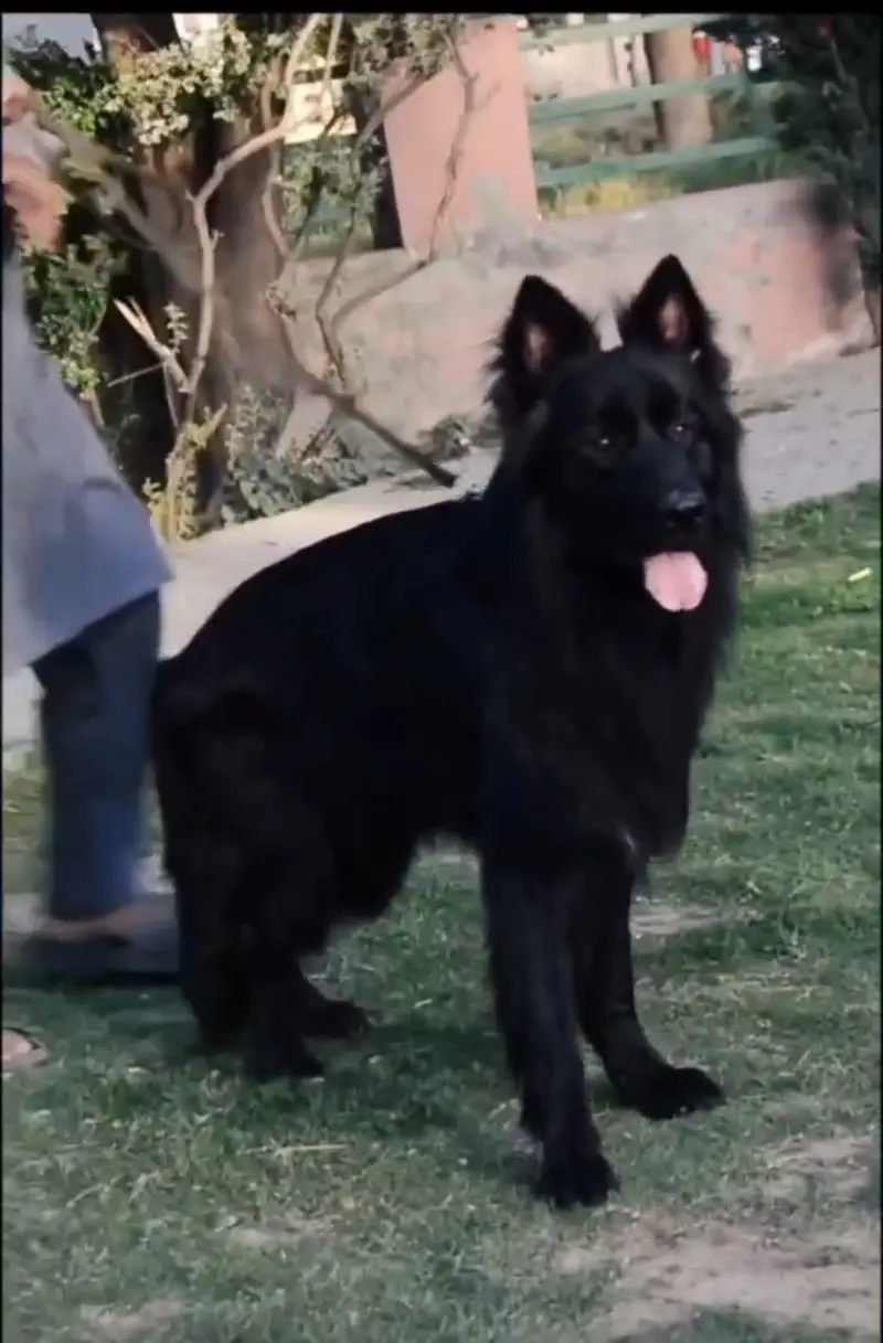 German Shepherd | top bloodline parents pedigreed — photo 2