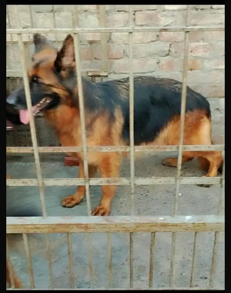 German Shepherd | top bloodline parents pedigreed — photo 3