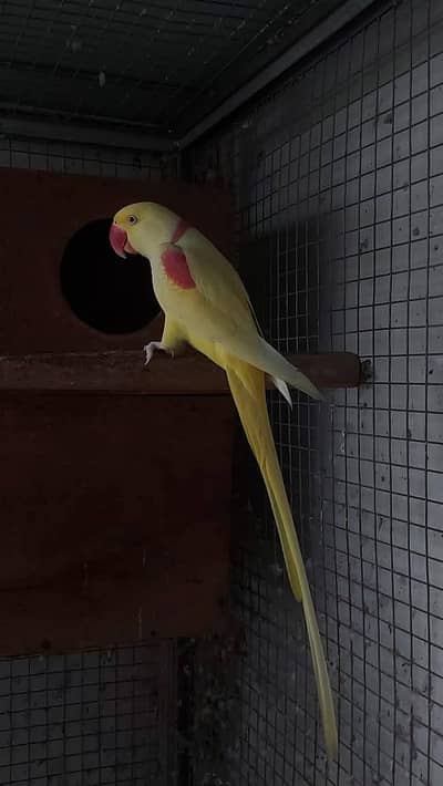 alxinder yellow parrot male