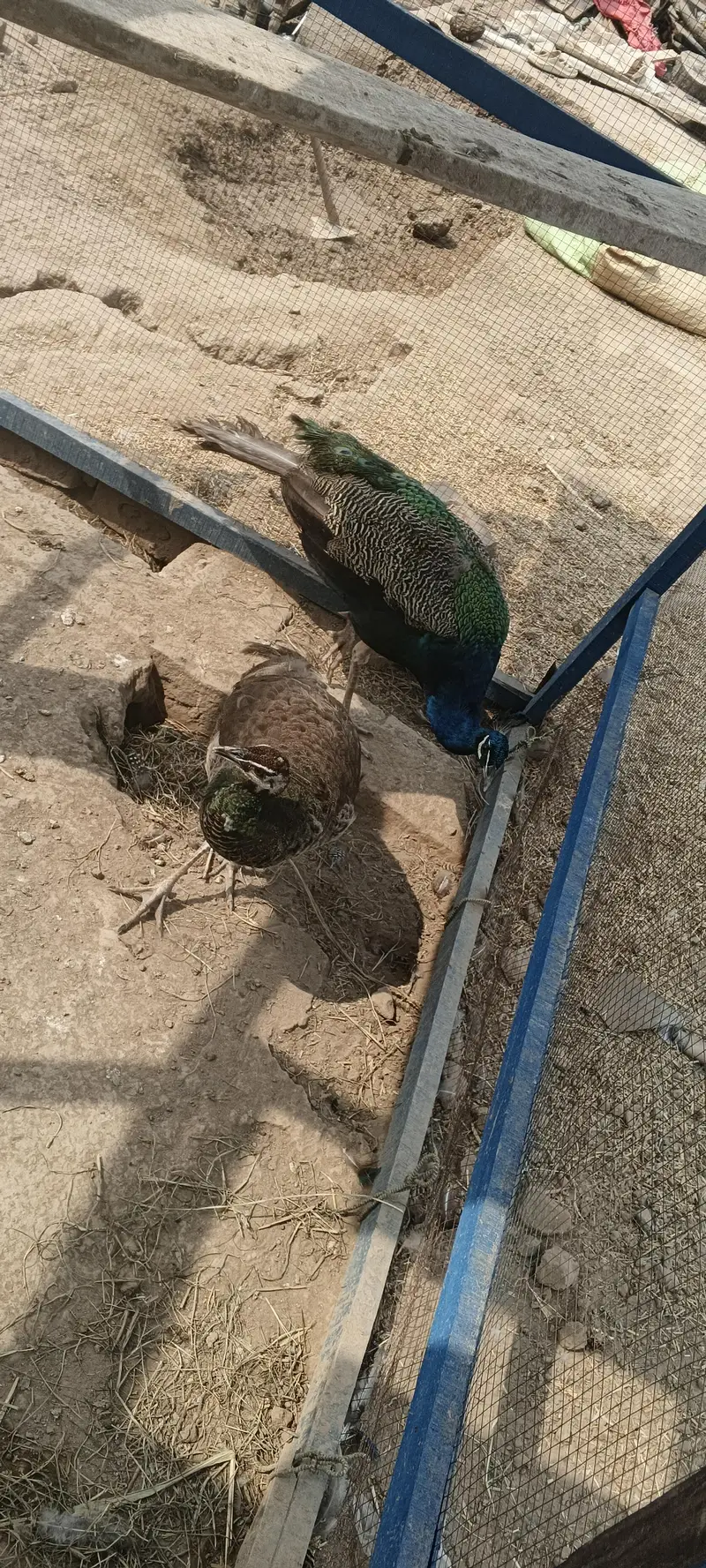 is ko. seal. kana ha jis ko. xhiya bato nacha number ha — photo 6
