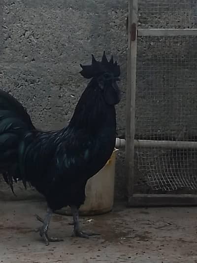 balak cike ayamsami