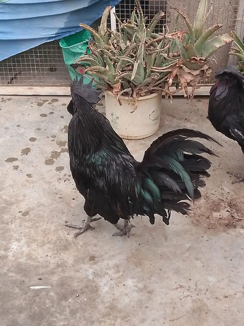 balak cike ayamsami — photo 3