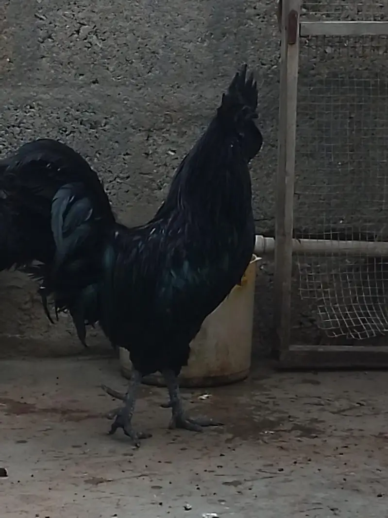balak cike ayamsami — photo 6