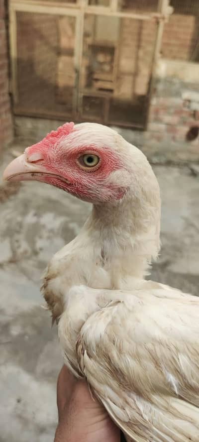 Heera chicks  | paper white Heera aseels